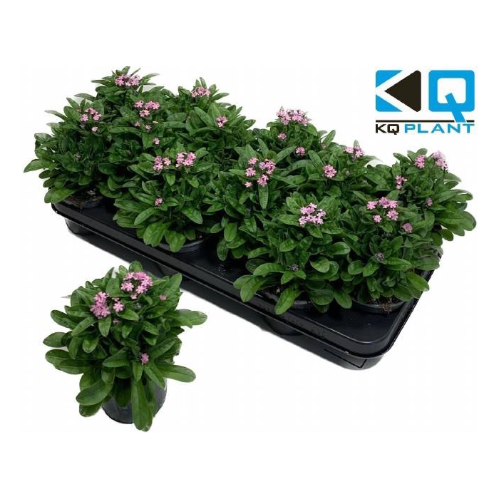 <h4>Myosothis Sylvat Mon Amie Pink 10,5Ø 20cm</h4>