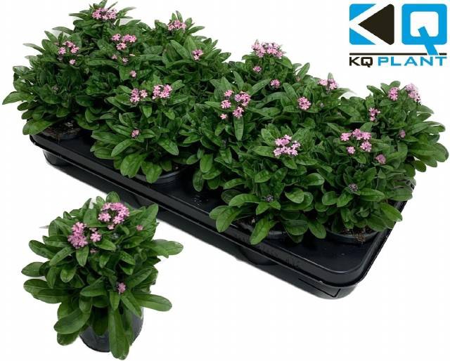 Myosothis Sylvat Mon Amie Pink 10,5Ø 20cm