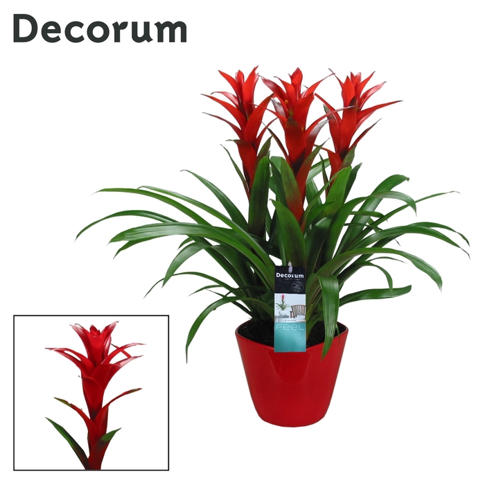 <h4>Guzmania Ostara Forma Rood (Decorum)</h4>