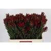 Leucadendron Blush
