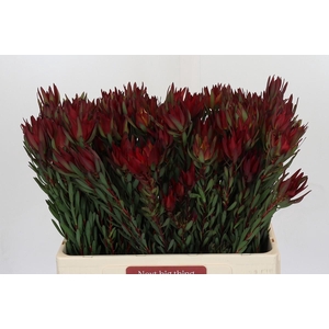 Leucadendron Blush