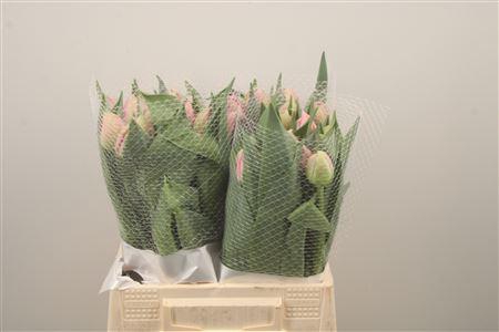 <h4>Tu Fr Du Pinza</h4>