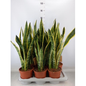 Sansevieria trifa. 'Laurentii'