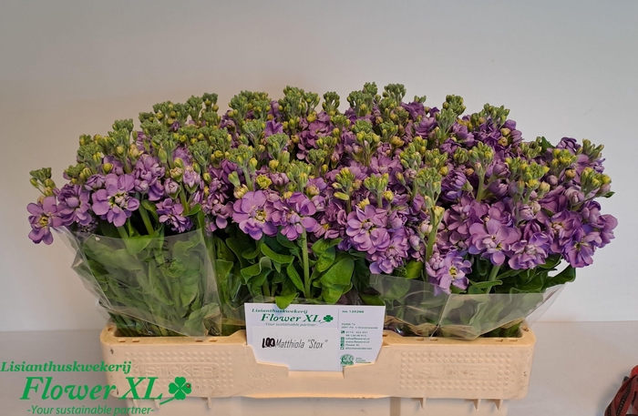 <h4>MATTH MATHILDA LAVEN</h4>