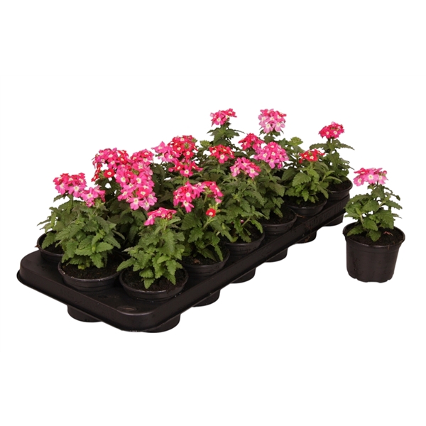 <h4>Verbena Roze p9</h4>