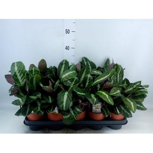 Calathea   ...