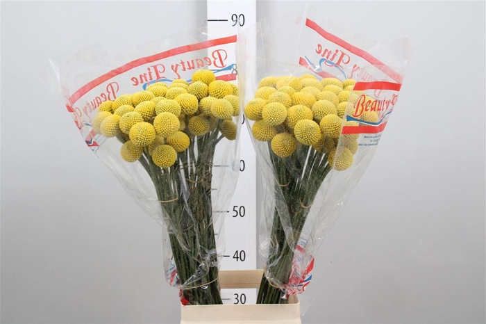 <h4>Cras Paintball Pop</h4>