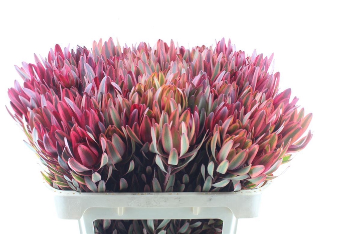 <h4>Leucad Jester</h4>