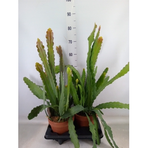 Epiphyllum   ...