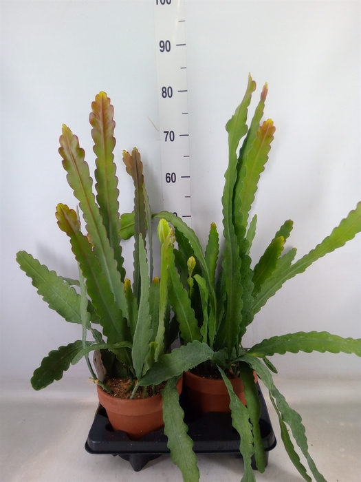 <h4>Epiphyllum   ...</h4>