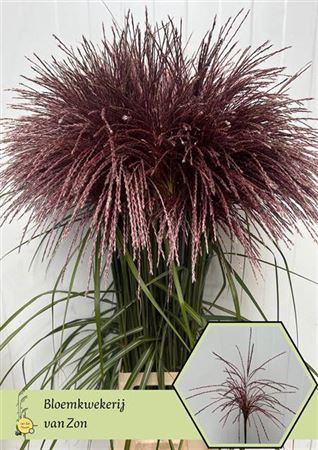 <h4>Miscanthus Rotfede</h4>
