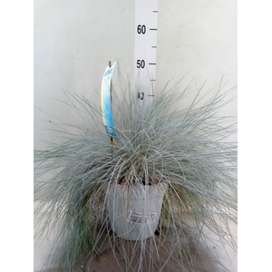 Festuca glauca 'Intens Blue'