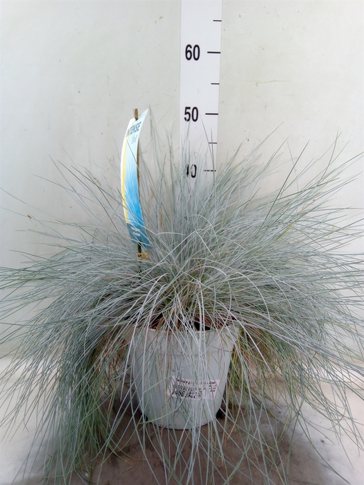 <h4>Festuca glauca 'Intens Blue'</h4>