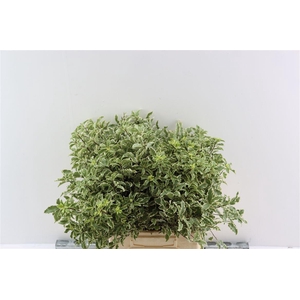 Pitto Nigra 150gr P Bunch