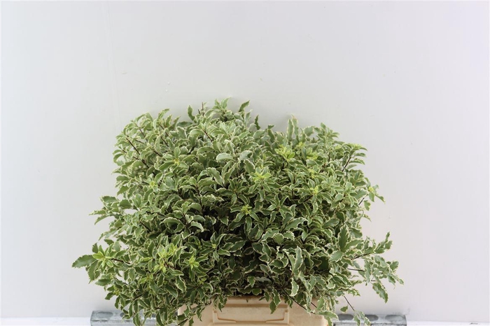 Pitto Nigra 150gr P Bunch