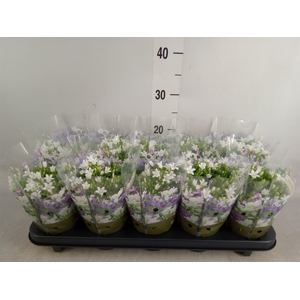 Campanula porten. 'Get Mee White'