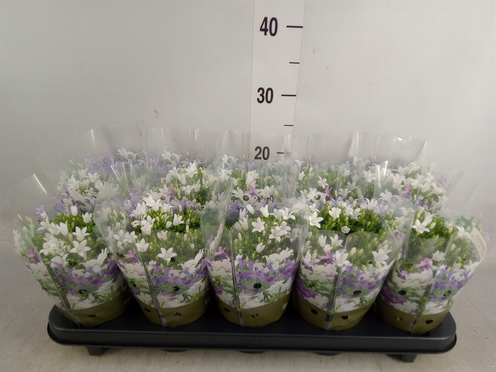 <h4>Campanula porten. 'Get Mee White'</h4>