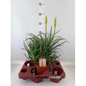 Aloe arborescens