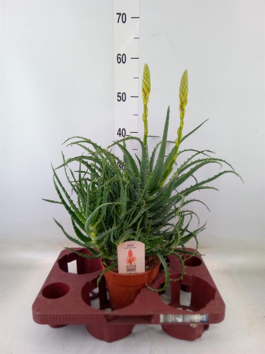 <h4>Aloe arborescens</h4>