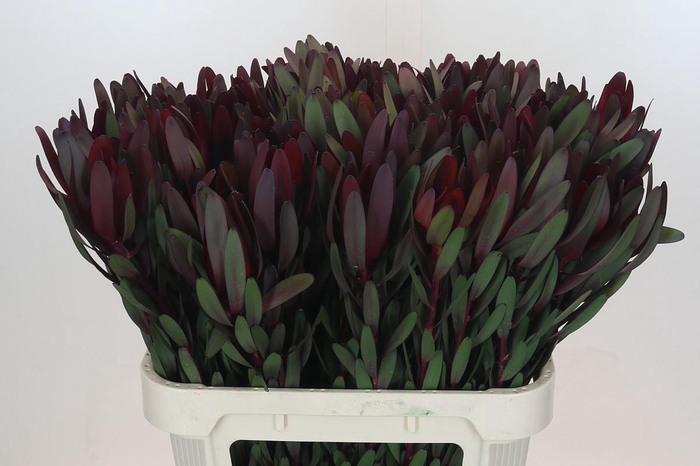 <h4>LEUCAD SAF SUNSET</h4>