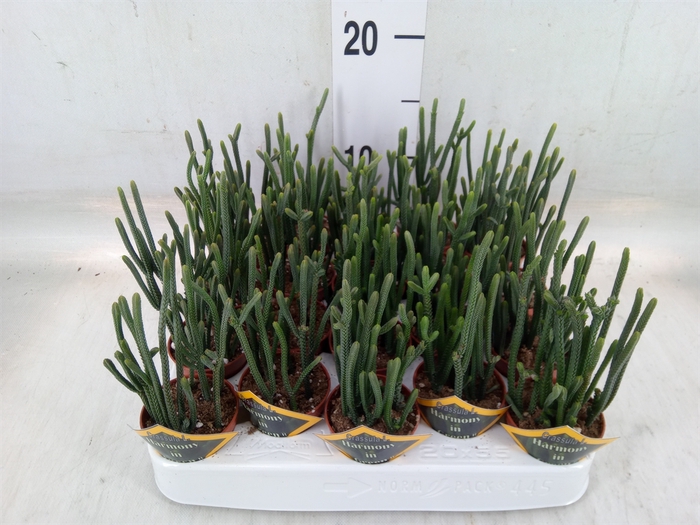 <h4>Crassula   ...</h4>