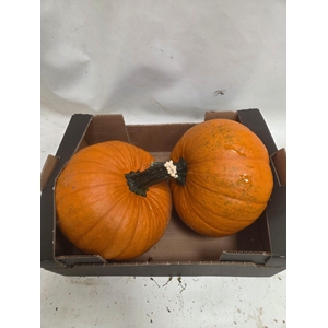 CUCURBITA