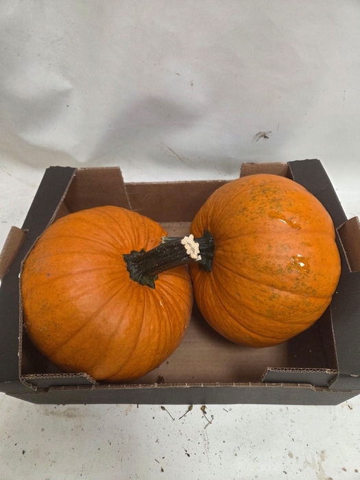 <h4>CUCURBITA</h4>