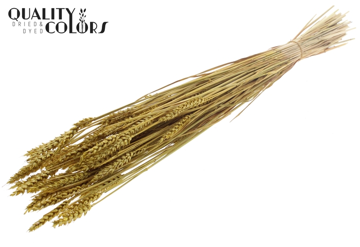 <h4>Triticum (sunbleached) per bunch Metallic Yellow</h4>