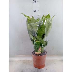 Dieffenbachia  'Compacta'