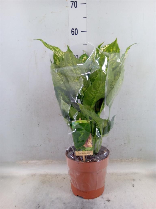 <h4>Dieffenbachia  'Compacta'</h4>