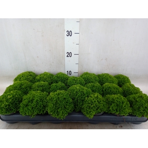 Selaginella apoda