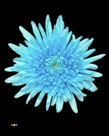 <h4>Chr G Topspin Pastel Blue</h4>