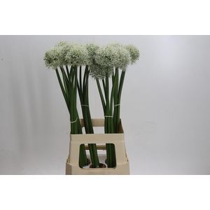 Allium White Giant