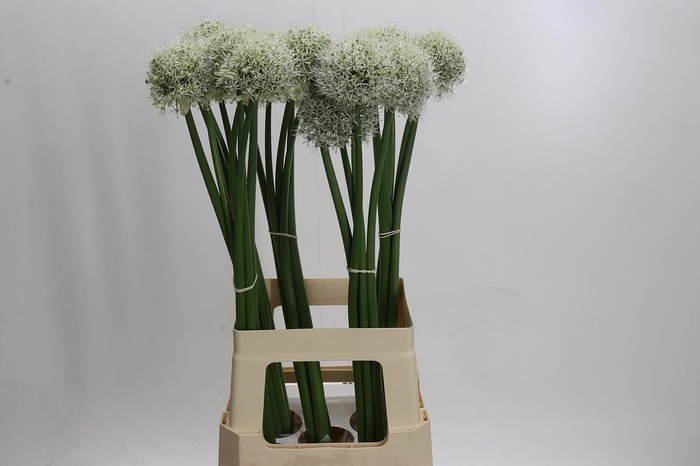<h4>Allium White Giant</h4>