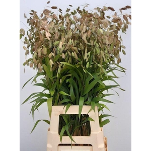 CHASMANTHIUM