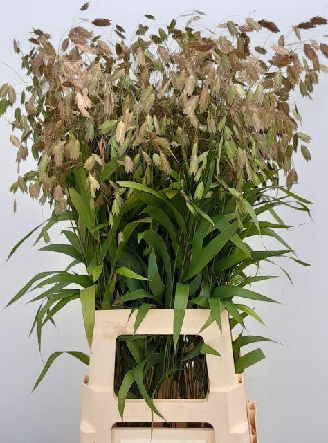 CHASMANTHIUM