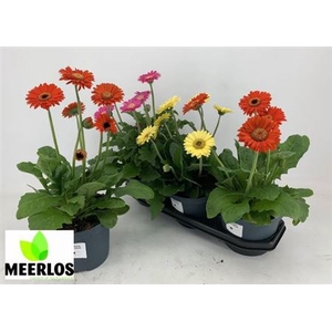 Gerbera Sundayz gemengd