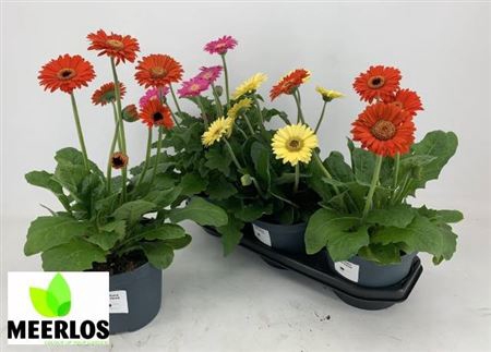 <h4>Gerbera Sundayz gemengd</h4>