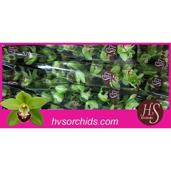 <h4>Cymb T Machteld 60 Cm</h4>