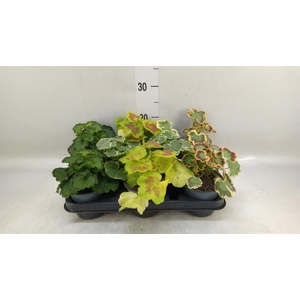 Pelargonium zona.   ...