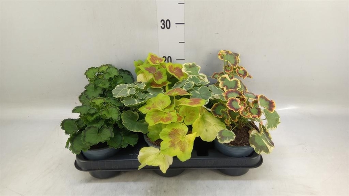 <h4>Pelargonium zona.   ...</h4>