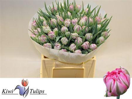 <h4>Tu Du Flash Point</h4>