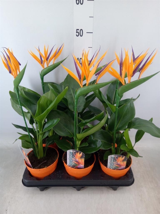 <h4>Arr. Strelitzia L%</h4>