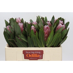 Protea Pink Ice