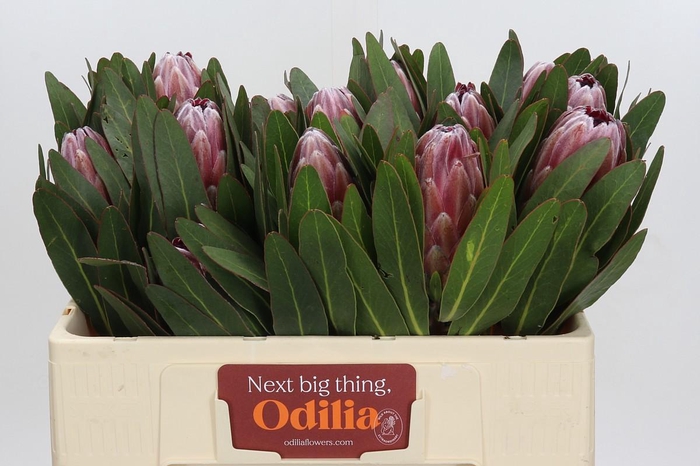 <h4>Protea Pink Ice</h4>