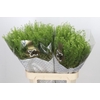 Lepidium Green Dragon