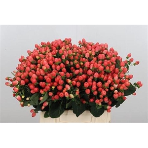 Hyp Mag Roy Princess