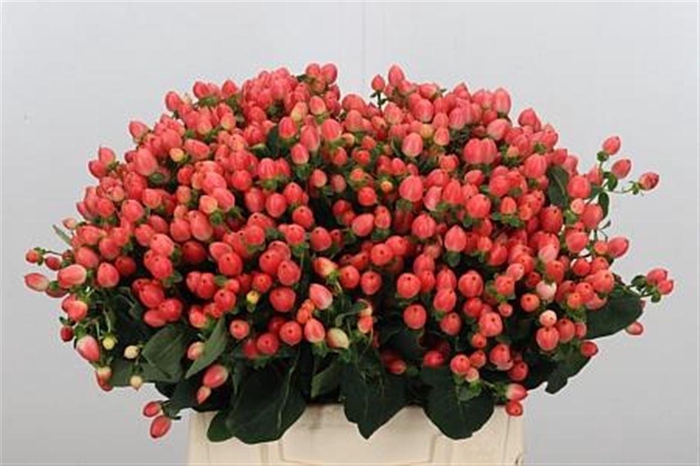 <h4>Hyp Mag Roy Princess</h4>