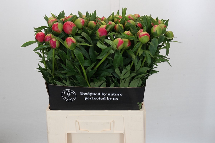 <h4>Paeonia Coral Charm</h4>