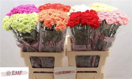 <h4>Di St Gem In Fust</h4>